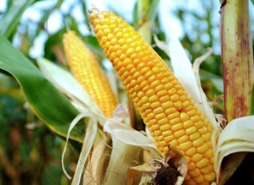 El presidente francés François Hollande confirmó el viernes 2 de agosto de 2013 una prolongación de la moratoria sobre el cultivo del maíz transgénico MON810 de Monsanto, a pesar de que la víspera el Consejo de Estado había anulado la prohibición de cultivar ese maíz OGM. (AFP/Archivo | Philippe Huguen)