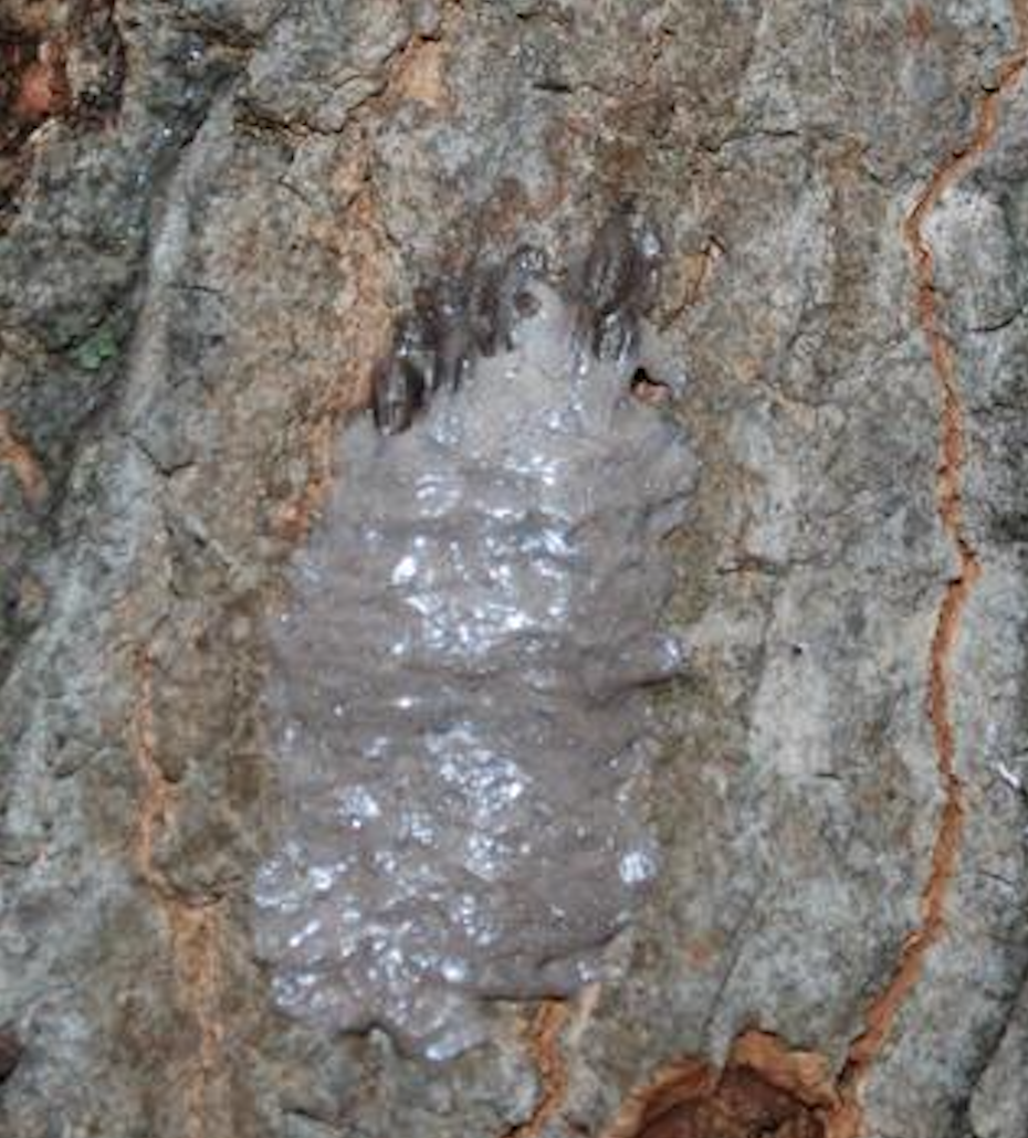 The egg mass of the spotted lanternfly, as seen on a tree trunk, resembles a large wad of chewing gum.