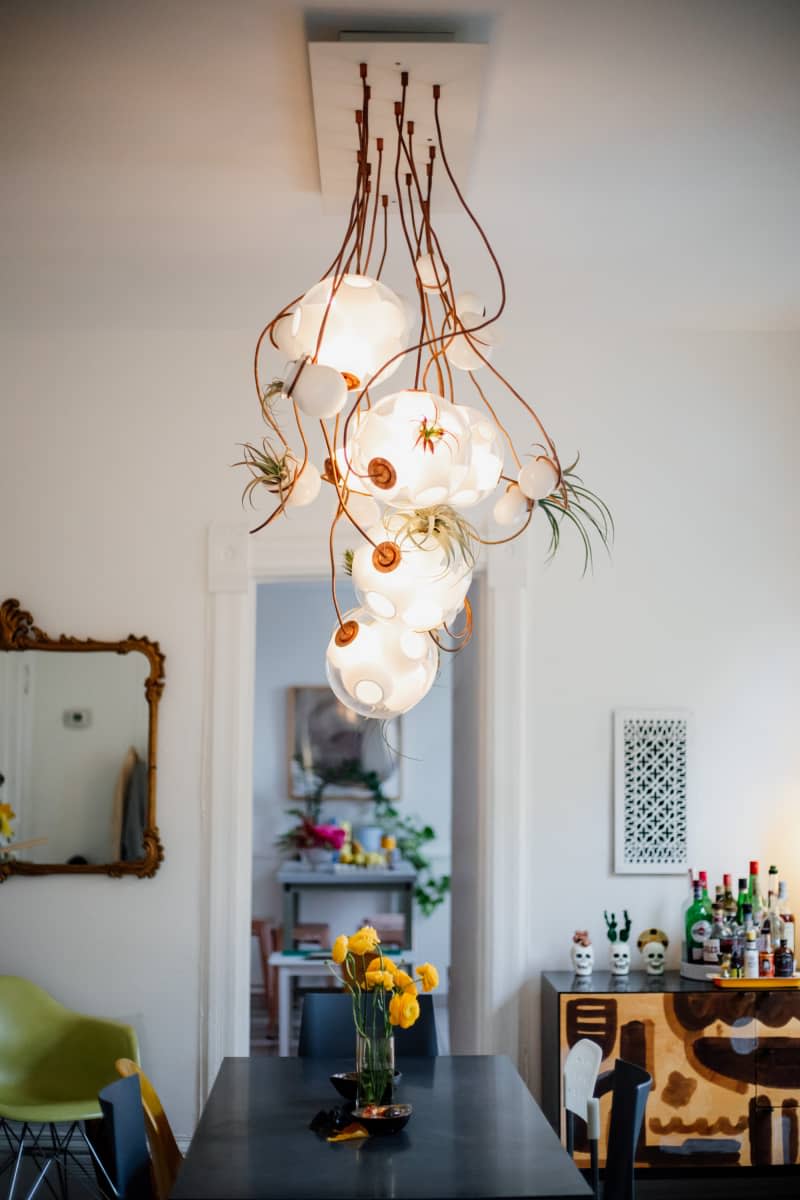 Air plants hung in dining room light fixture.