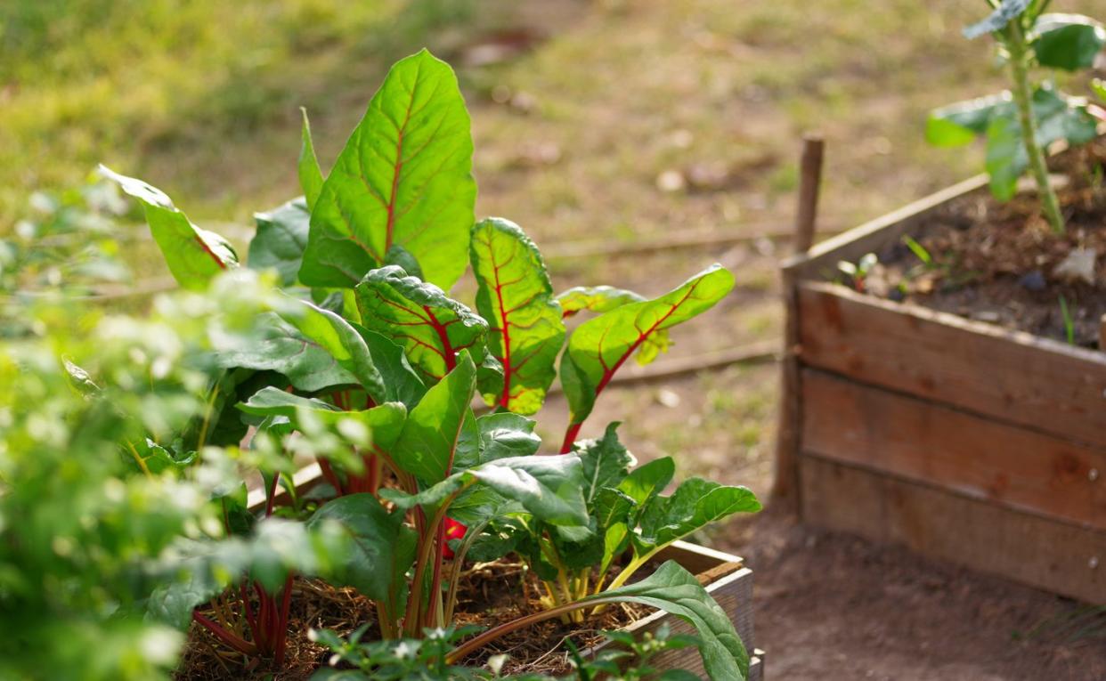 container gardening vegetables swiss chard