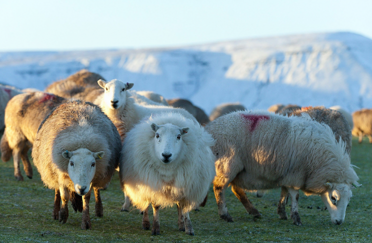 The number of sheep in Wales is growing (Picture: Rex)