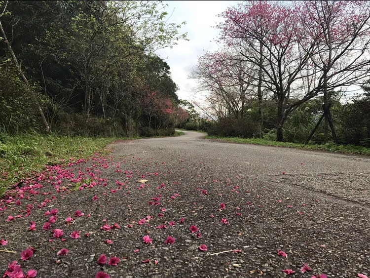 石碇區二格公園能散步健行享受石碇新鮮的空氣，更能感受被櫻花環繞的浪漫氣氛。農業局提供