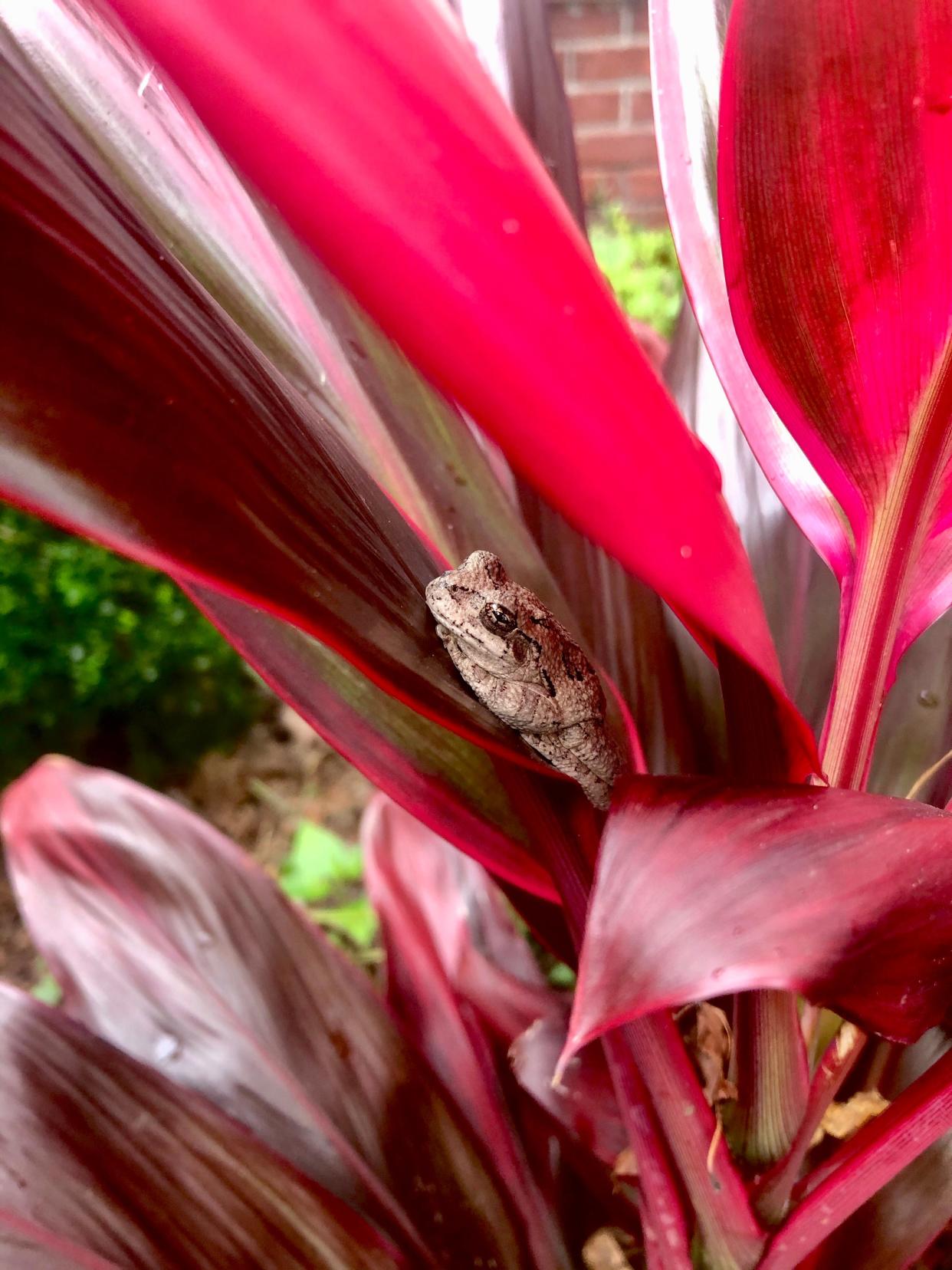 This Gray Tree Frog adds his persona in The Garden Guy’s Hawaiian Ti as he nestles in the tropical red foliage.