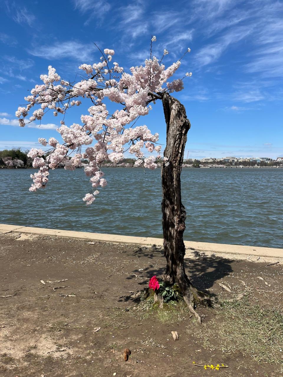 Stumpy, Washington, D.C.'s beloved short cherry tree on the Tidal Basin, is slated for removal later this year.
