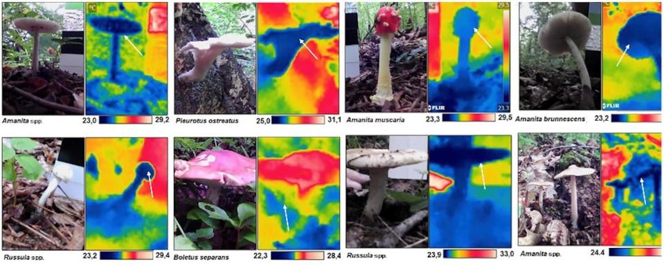 Termogramas de ocho setas en su hábitat natural que muestran que están más frías que el aire circundante. Las temperaturas de las barras de color están en grados centígrados. La hipotermia de las setas aparece durante el proceso de su formación (fructificación) y las zonas fértiles del micelio (himenio) se vuelven más frías que las zonas estériles que forman la seta. Modificada a partir de Cordero et al. 2023.