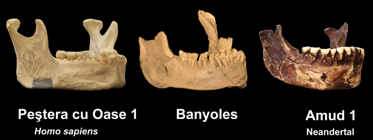 The jawbone may represent the earliest presence of humans in Europe (Binghamton University) 