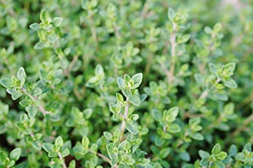 Organic Thyme Plant, (Thymus vulgaris) 2.5-inch Pot