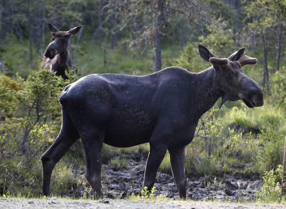 FILE - In this May 31, 2018 file photo, a pair of bull moose pause while feeding at the Umbagog National Wildlife Refuge in Wentworth's Location, N.H. A study published in the journal Science on Thursday, Sept. 6, 2018 shows that animals learn from experienced members of the herd about where to find the best forage, building sort of a cultural know-how that’s passed through generations and builds up slowly over the course of decades. (AP Photo/Robert F. Bukaty, File)