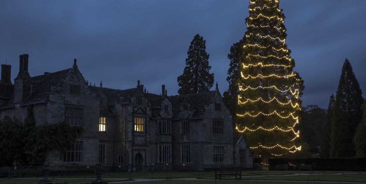 kew gardens' countryside site is getting the uk's tallest christmas tree