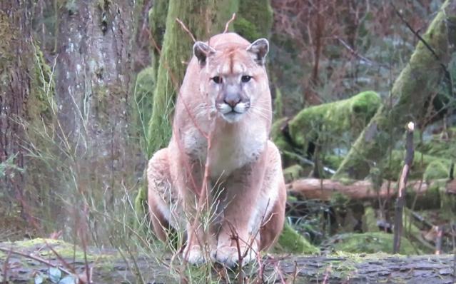 Grabó cómo puma lo acechó durante una hora