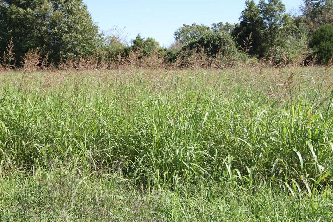 Johnson grass, which is classified as a “noxious weed” in Missouri, is seen in this photo from the University of Missouri’s Division of Plant Sciences.