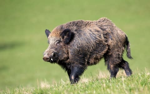 There are now estimated to be two million wild boar in Italy - Credit: Alamy