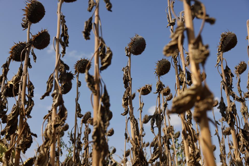 Dried sunflowers stand in Kochersberg, near Strasbourg, in eastern France, on Aug. 28, 2022. (AP Photo/Jean-Francois Badias)