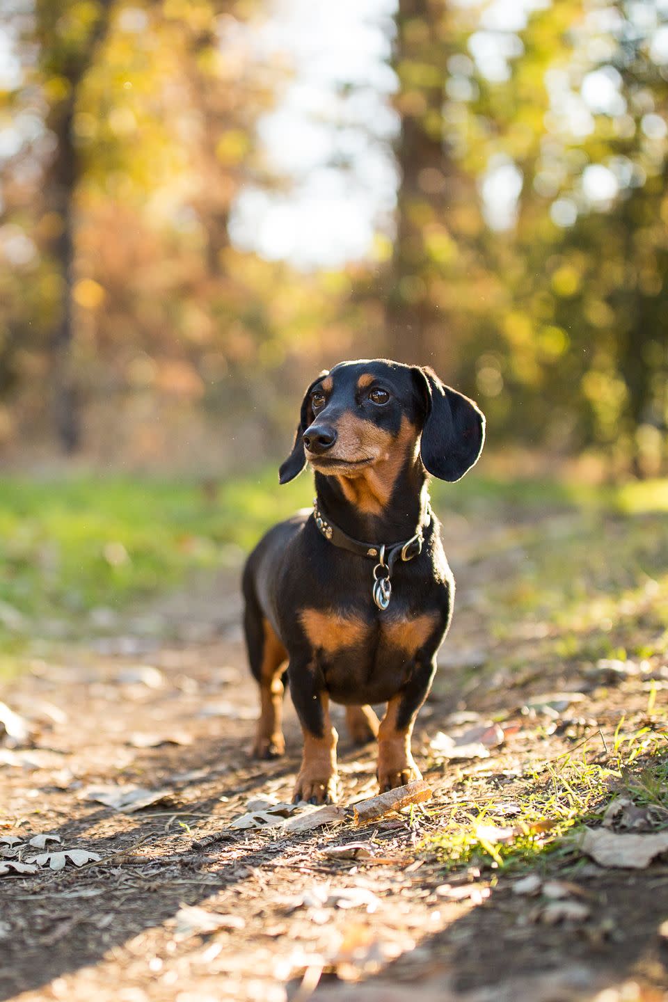 best small dog breeds dachshund outdoors