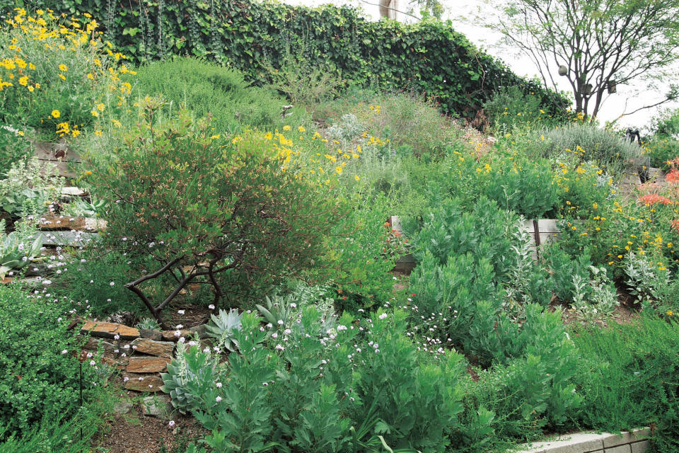 This 2015 photo provided by The G2 Gallery, shows part of photographer Susan Gottlieb's baseball field-sized Gottlieb Native Garden surrounding her hillside home in Beverly Hills, Calif., and is featured in her 2016 book "The Gottlieb Native Garden: A California Love Story." (Susan Gottlieb/The G2 Gallery via AP)