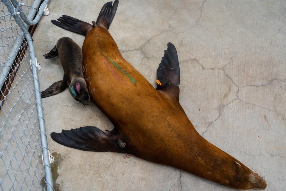 A sick sea lion and her pup are shown at the Marine Mammal Care Center in San Pedro, California, on July 6, 2023. The center has been caring for sea lions being sickened by a historically bad algal bloom along California's Coast.