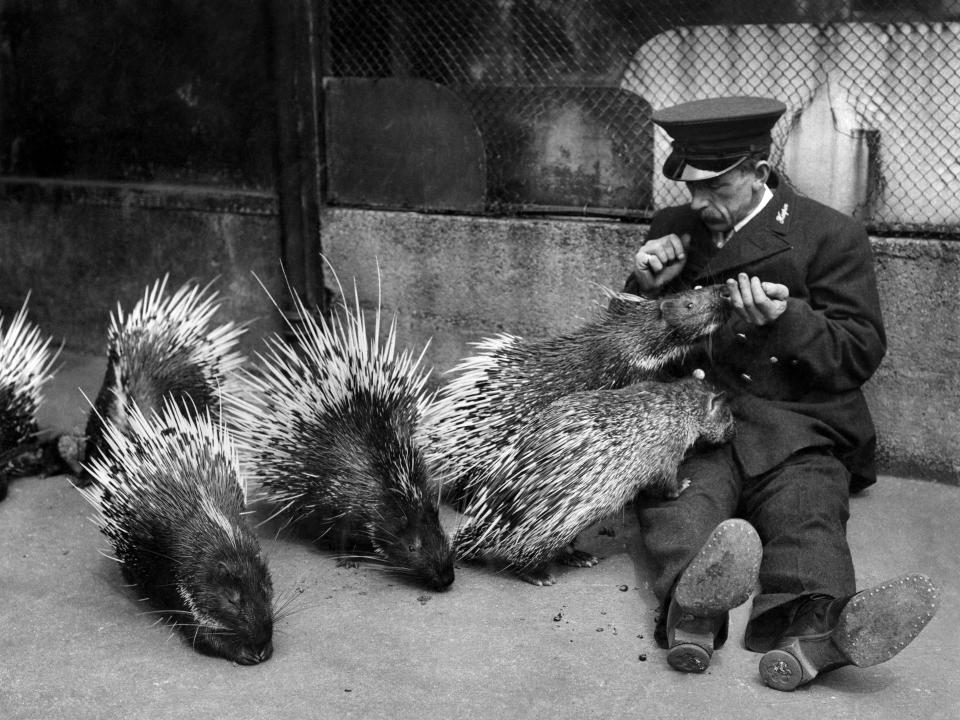 A keeper hand feeds a porcupine in 1924.