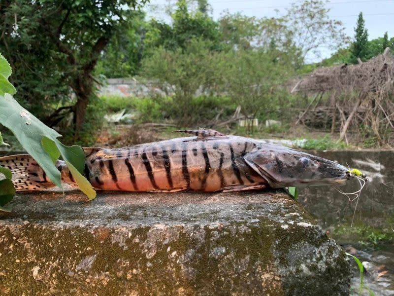 ▲民眾在花蓮永吉橋下釣起一尾虎斑怪魚，被眼尖網友認出是水族館販售、曾經十分熱門的觀賞魚「虎皮鴨嘴」。（圖／翻攝花蓮人臉書）