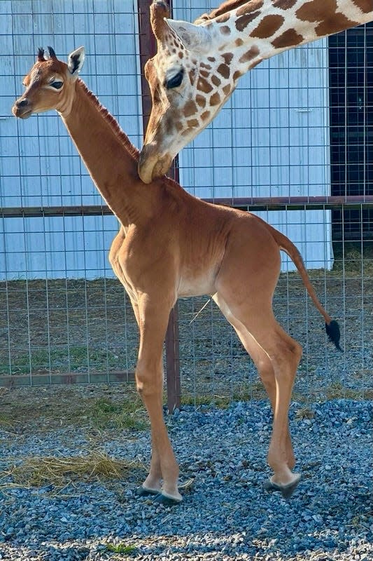 A Tennessee zoo has asked the public to help name a spotless giraffe, thought to be the only one in the world, via a vote on the zoo's Facebook page.