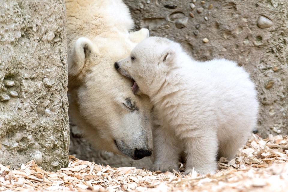 <p>Polar bear Giovanna and her nameless cub walk through their enclosure at Hellabrunn Zoo in Munich on Feb. 24, 2017. (Photo: Andreas Gebert/Anadolu Agency/Getty Images) </p>