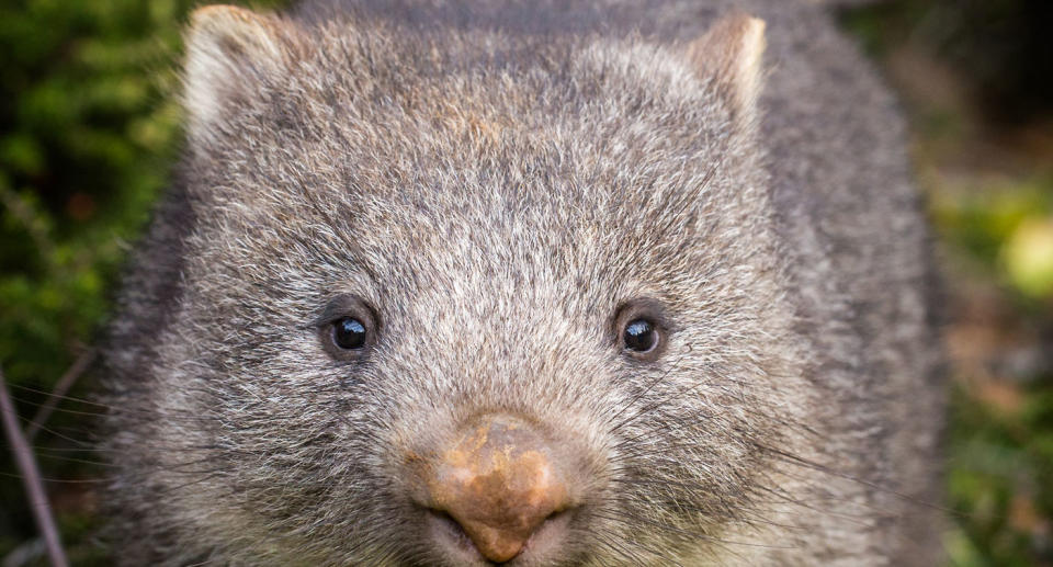 Photo of native Australian wombat, one of the animals believed to be under threat in Murrindindi's tourist hunting ground.