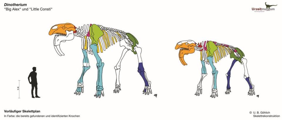 A diagram showing the skeletons of the two ancient elephants found in Erding.