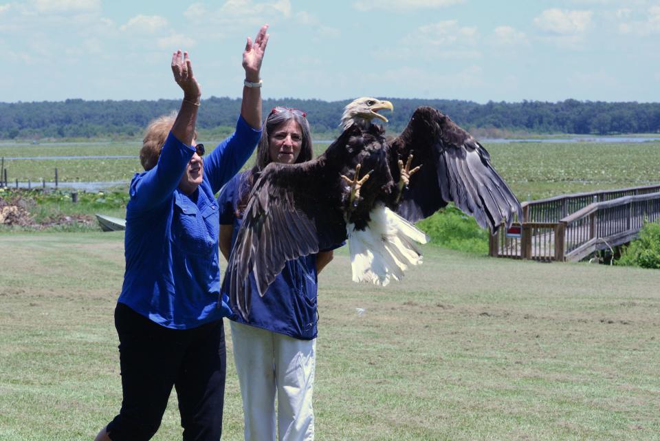 St. Francis Wildlife rehabilitator Teresa Stevenson gave Lynda Flynn White the honor of releasing this rehabilitated bald eagle at Lake Jackson.