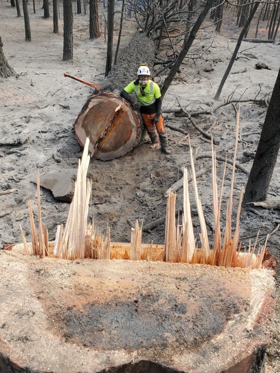 Osmar Vargas works to cut down trees damaged in wildfires in California in 2020. Loaeza described this work as the saddest he has to do because so many trees were lost.