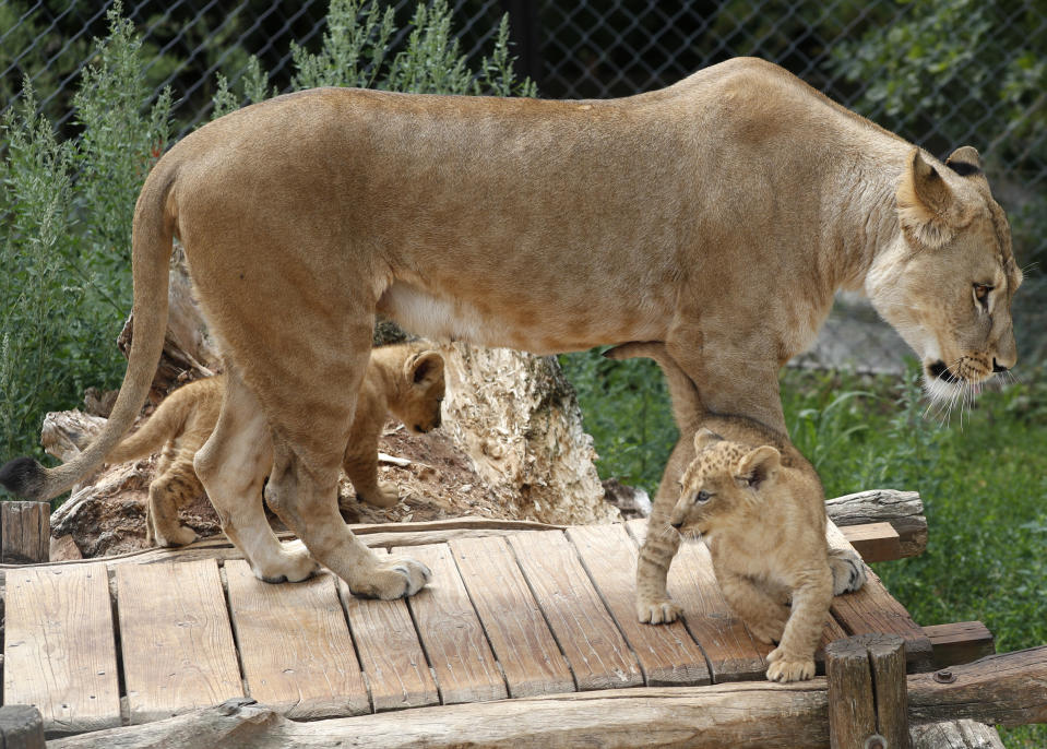 Two Barbary lion cubs with their mother Khalila rest in their enclosure at the zoo in Dvur Kralove, Czech Republic, Monday, July 8, 2019. Two Barbary lion cubs have been born in a Czech zoo, a welcome addition to a small surviving population of a rare majestic lion subspecies that has been extinct in the wild. A male and a female that have yet to be named were born on May 10 in the Dvur Kralove safari park. (AP Photo/Petr David Josek)