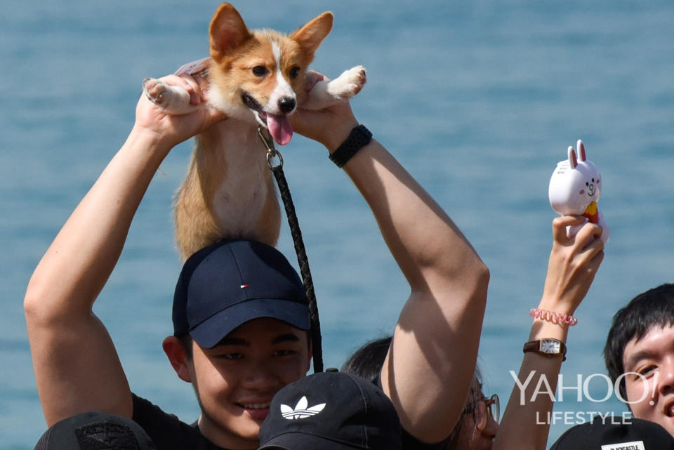 Corgi Gathering at Tanjong Beach