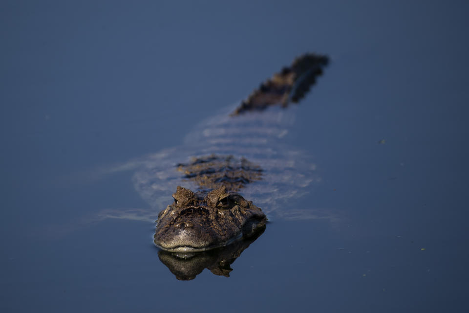 A broad-snouted caiman floats in the waters of the Piratininga Alfredo Sirkis Waterfront Park that uses natural techniques for grouping aquatic plants that filter water from the watersheds that flow into the Piratininga Lagoon, in Niteroi, Brazil, Wednesday, June 28, 2023. (AP Photo/Bruna Prado)