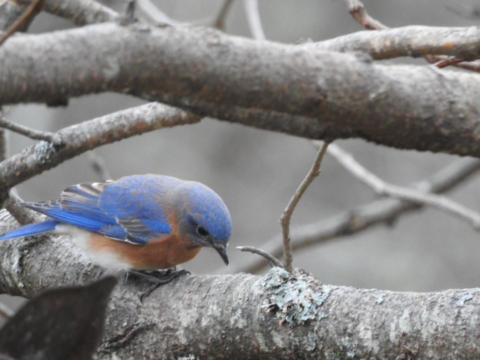 Bluebirds actually appear blue because of structural coloration, not because of any blue pigment in their feathers.