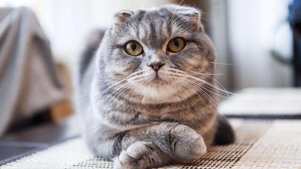 Scottish fold cat