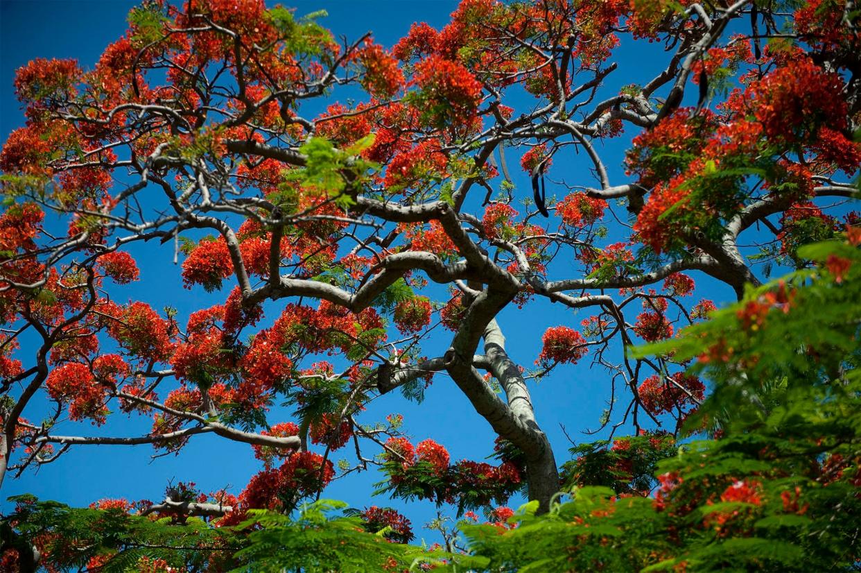 A Royal Poinciana tree blooms at Bradley Park in Palm Beach. Decorator Carleton Varney often looks to nature when choosing colors for the decor of a Florida home.
