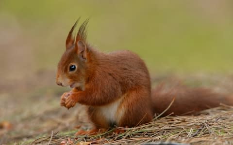 Red squirrels performed worse in the tasks - Credit: Elliot Neep/Oxford Scientific RM