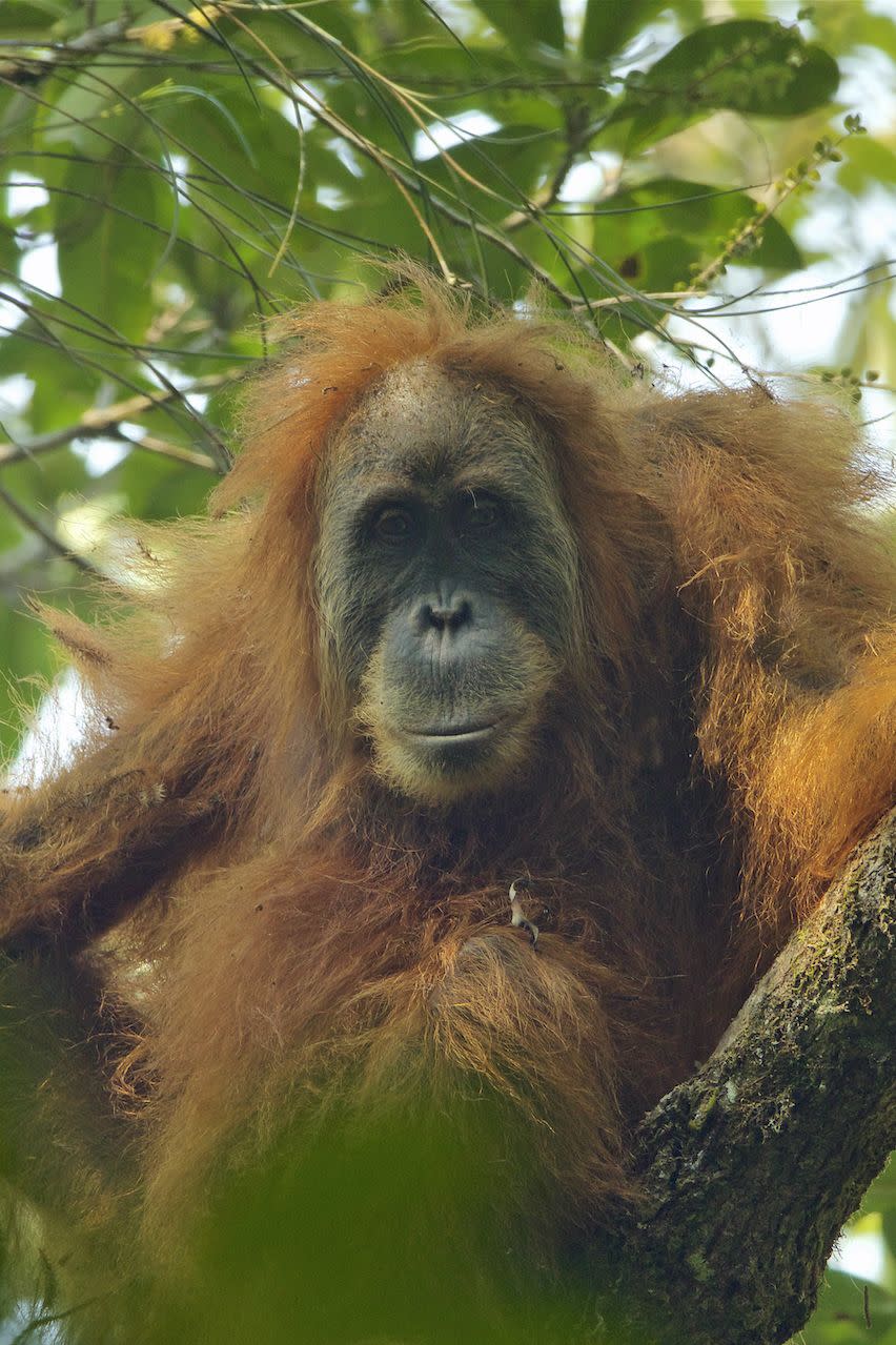 13) Tapanuli Orangutan