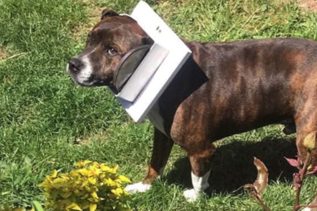 This dog got his head stuck in a cat flap