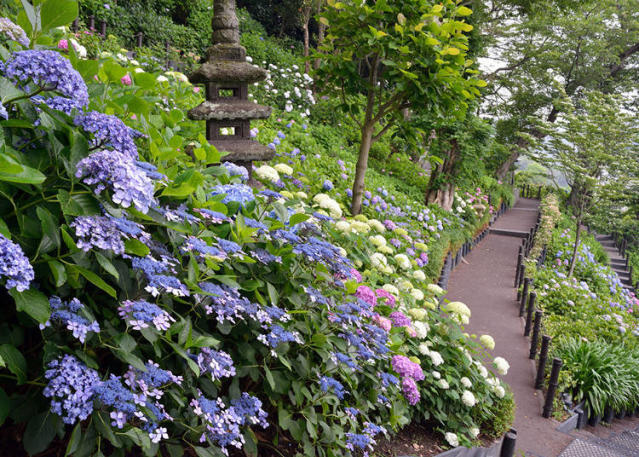 東京出發一日遊賞繡球花！鎌倉、箱根等景點5選，最佳賞花期＆賞花重點