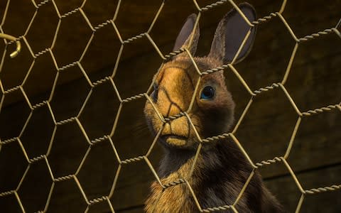 Clover (voiced by Gemma Arterton) in the new BBC adaptation of Watership Down - Credit: BBC/PA