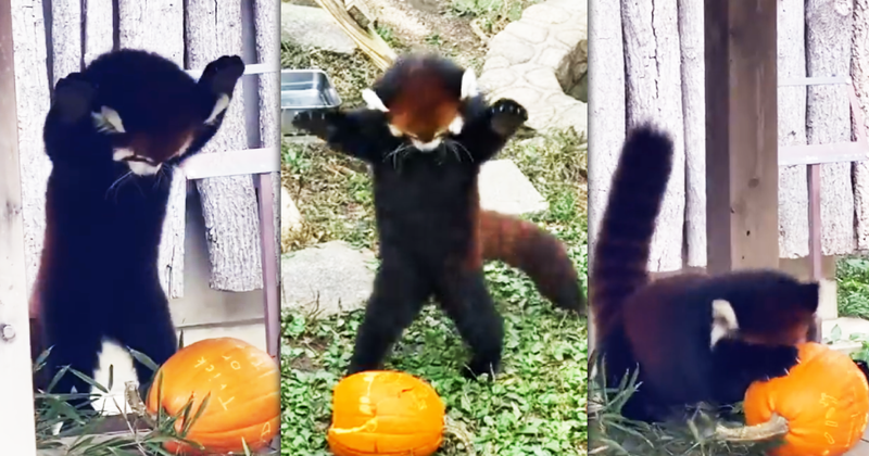 日本神戸市立王子動物園的小貓熊野花，日前被網友拍到二度大戰萬聖節南瓜。（翻攝推特＠capylife）