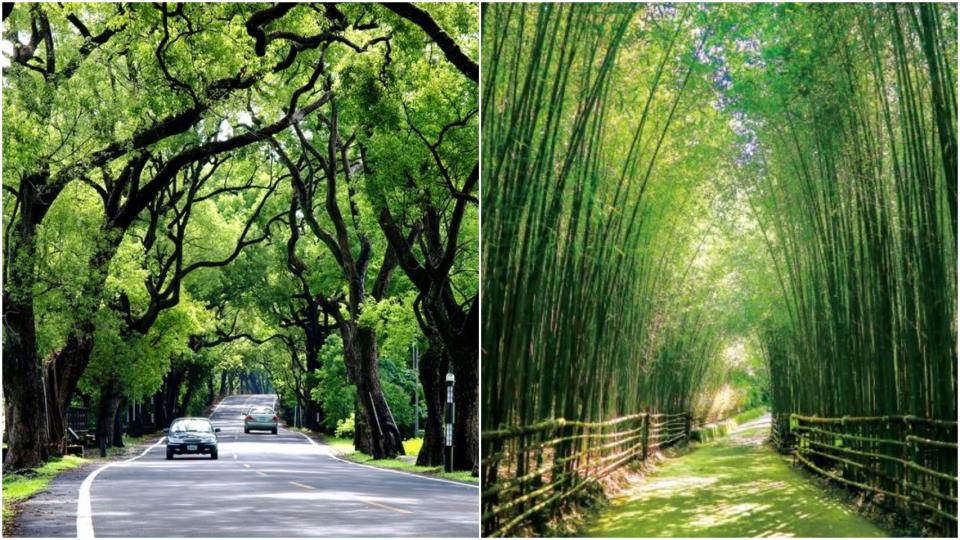 走訪蒼翠美麗的綠蔭大道（圖片來源：苗栗文化觀光旅遊網、林振宇@Wikimedia）