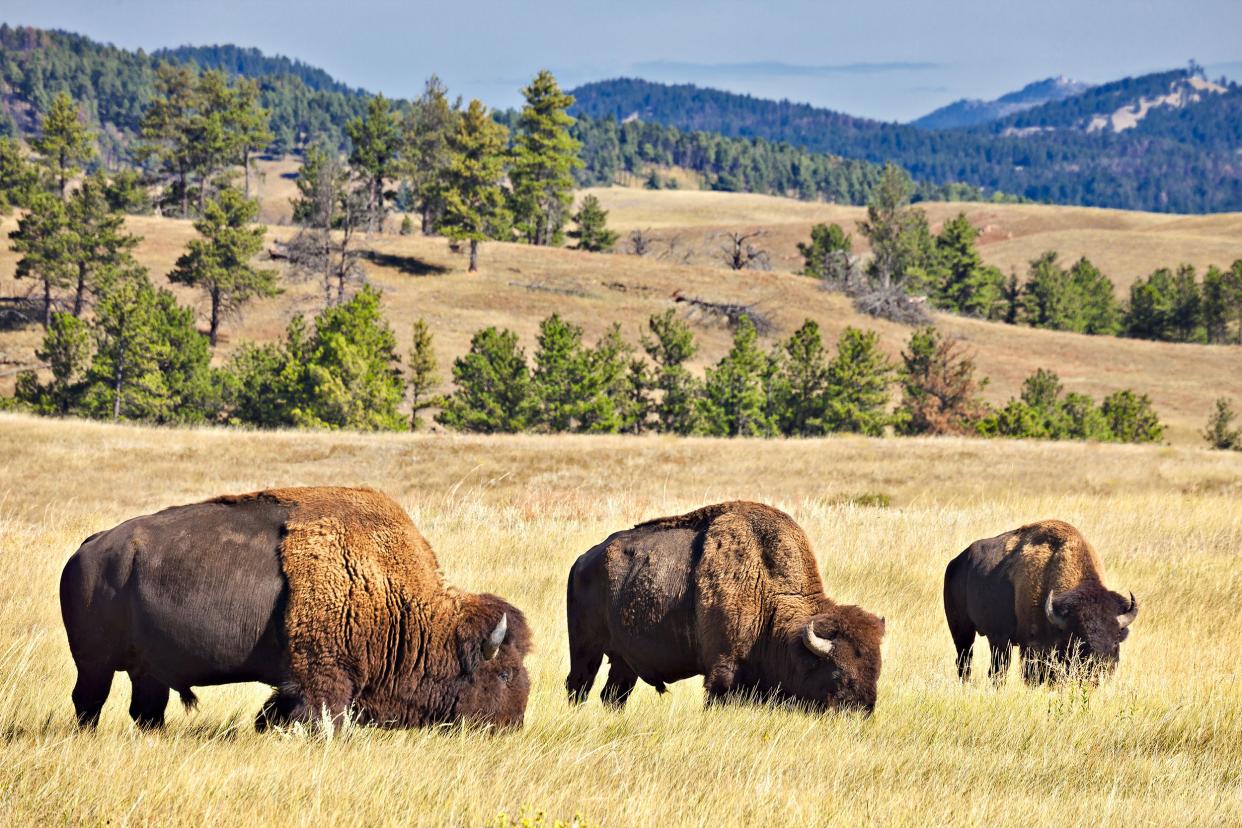 Custer State Park, South Dakota