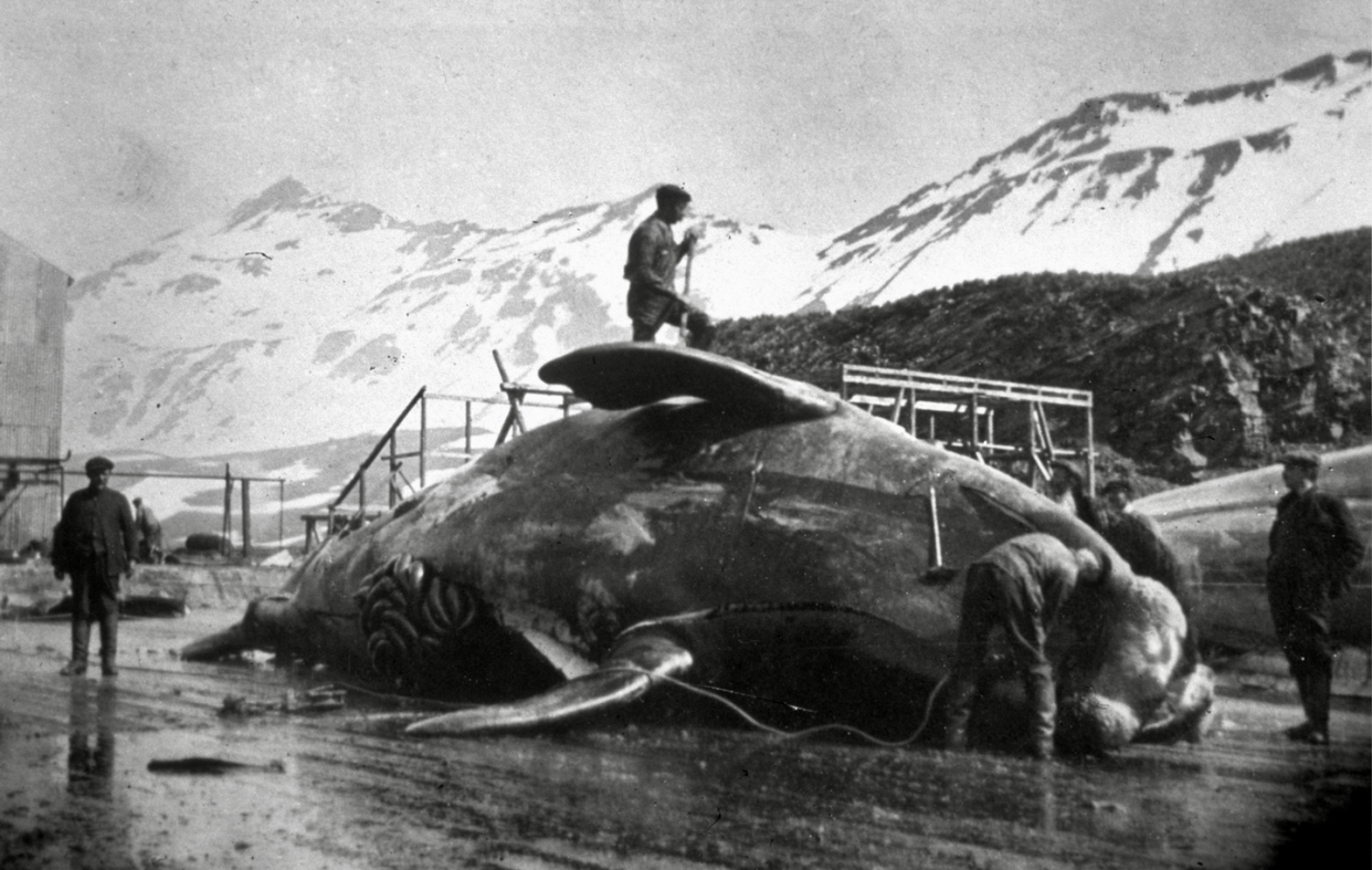 <span class="caption">Workmen dissecting a whale carcass in Antarctica, circa 1935</span> <span class="attribution"><a class="link " href="https://www.gettyimages.com/detail/news-photo/workmen-dissecting-a-whale-carcass-in-antarctica-news-photo/3310716" rel="nofollow noopener" target="_blank" data-ylk="slk:Hulton Archive via Getty Images;elm:context_link;itc:0;sec:content-canvas">Hulton Archive via Getty Images</a></span>