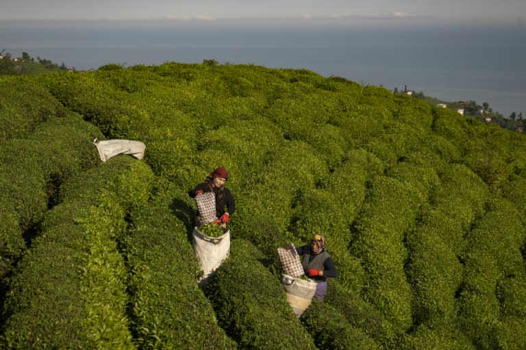 Pluckers harvest tea near the village of Abdullahhoca overlooking the Black Sea in northeastern Turkey (Yasin AKGUL)