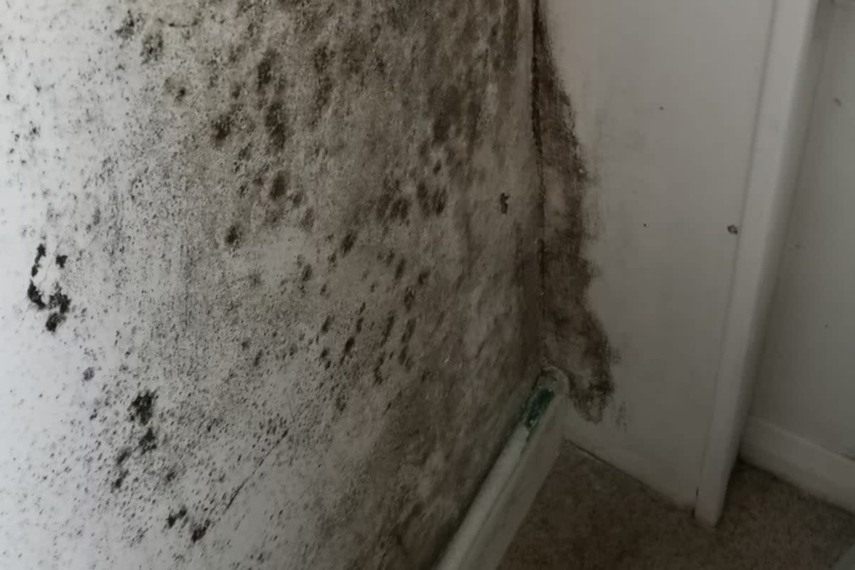 Mould in rented flat in London (handout)