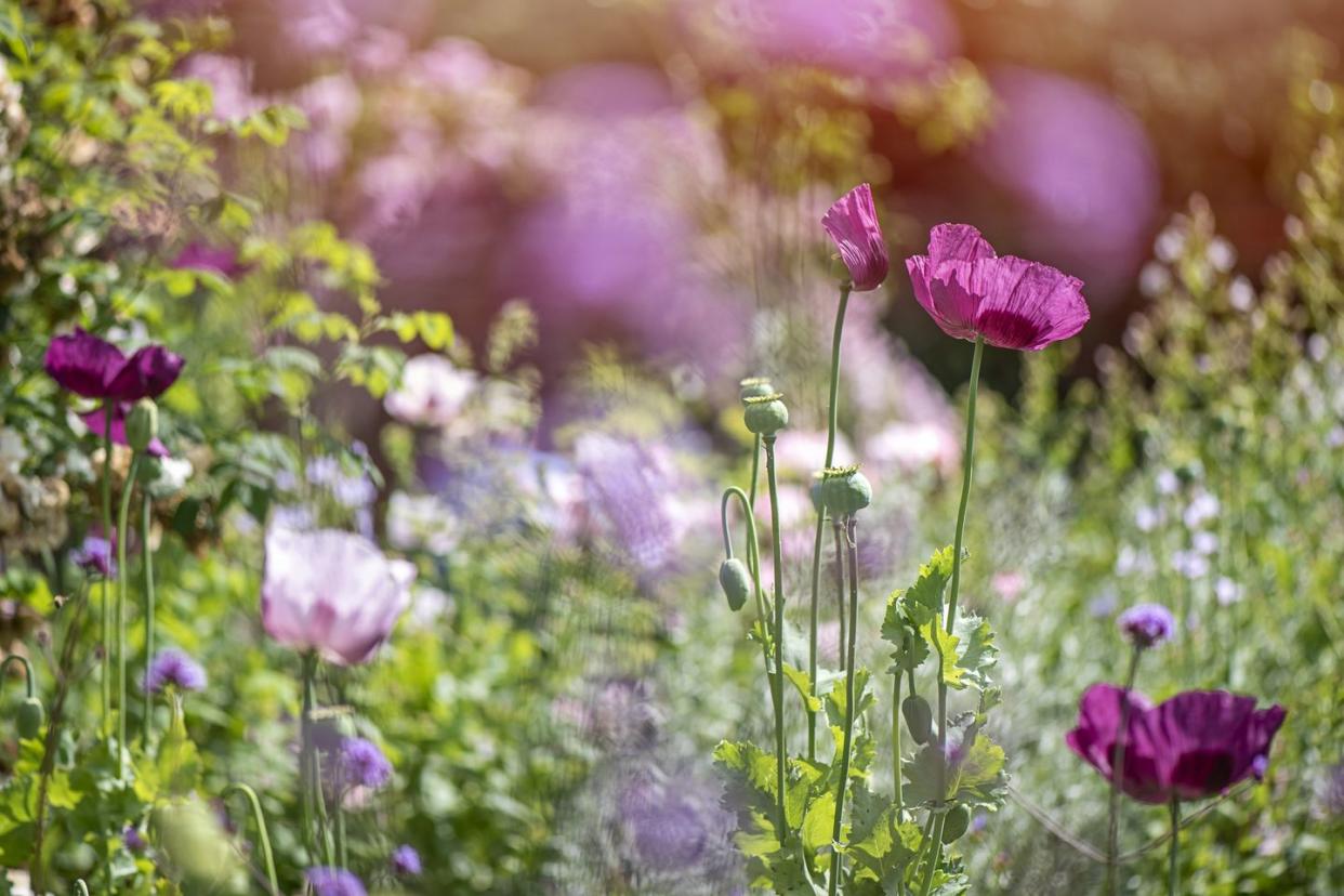 vintage garden design