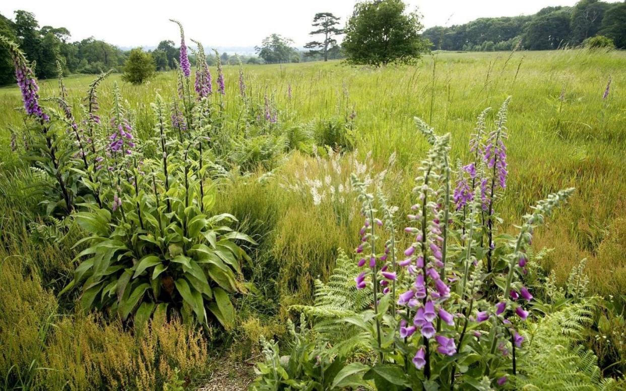 Grasslands have a vital role in attracting plant and insect diversity  - PA