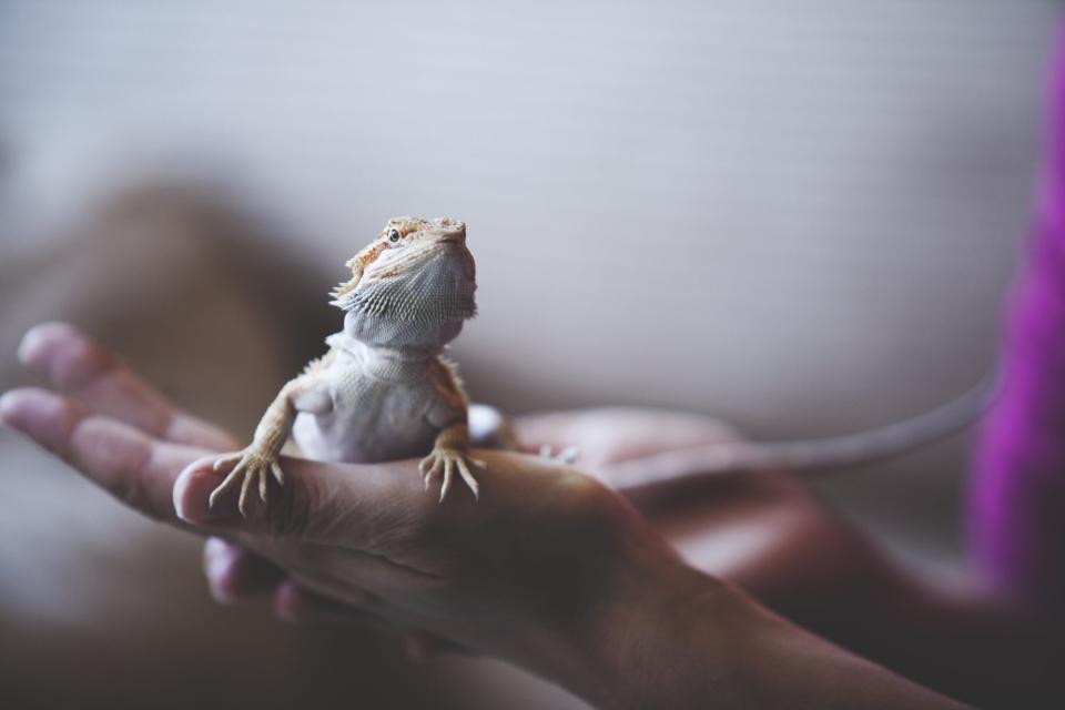 bearded dragon