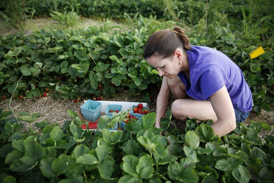 Michelle Pearls of Farmington picks strawberries at Chase Farms in Fairport.