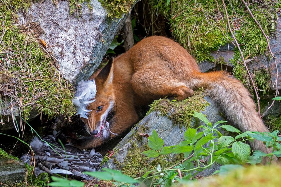 Handout photo issued by the Natural History Museum of a fox cub trying to eat a barnacle goose in a rock crevice while keeping its hungry siblings at bay, by Liina Heikkinen, which is the 2020 winner for the Young Wildlife Photographer of the Year title at the Wildlife Photographer of the Year competition.Liina Heikkinen/Wildlife Photographer of the Year 2020/PA Wire